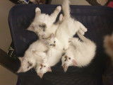 Chatons de race Sacré de Birmanie à vendre (2 femelles & 2 mâles)