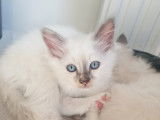 Petite femelle tortie lilac crème