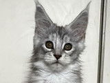 À vendre : un chaton femelle Maine Coon LOOF