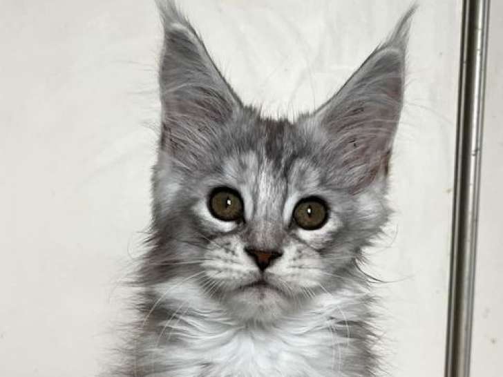 À vendre : un chaton femelle Maine Coon LOOF