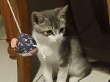 Chaton mâle tigré gris en attente d'adoption