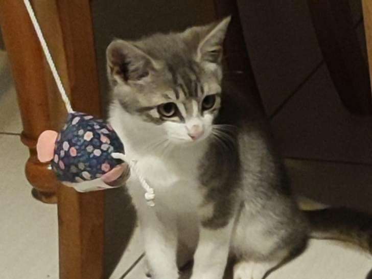 Chaton mâle tigré gris en attente d'adoption