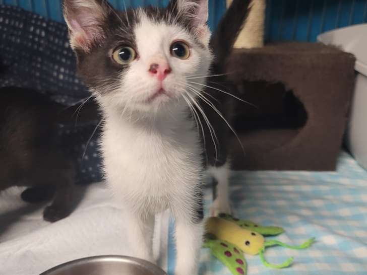 Chaton mâle noir et blanc disponible à l'adoption