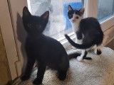 Chaton mâle noir et blanc disponible à l'adoption