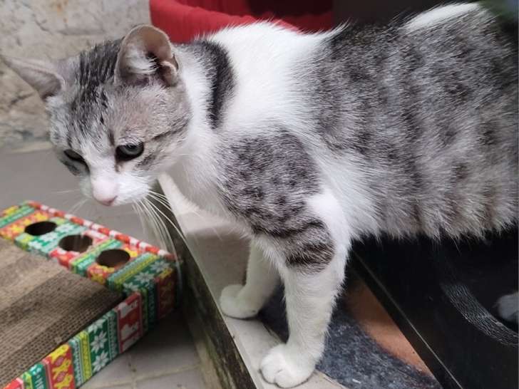 Chatonne gris et blanc en attente d'adoption