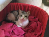 Chatonne gris et blanc en attente d'adoption
