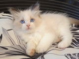 Chatons Ragdoll LOOF à vendre