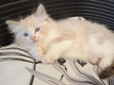 Chatons Ragdoll LOOF à vendre