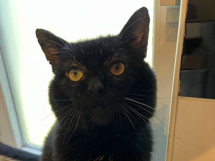 Chat âgé de 5 ans à adopter