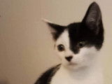 À adopter : chaton mâle noir et blanc