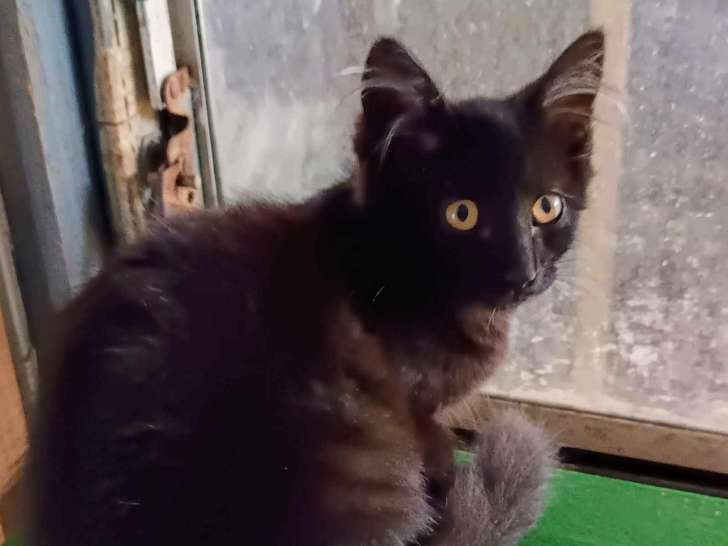 Chatonne de 4 mois en attente d'adoption