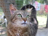 Chatte tigré gris en quête d'une famille