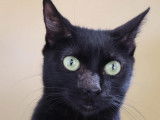 À adopter, chatte noire