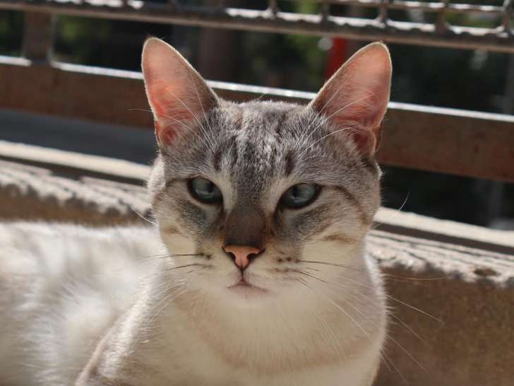 En attente d'adoption, chat gris