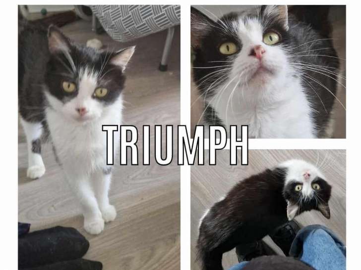 À adopter : chatte noir et blanc