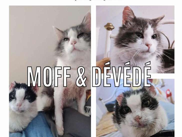 Disponible à l'adoption : chats adultes