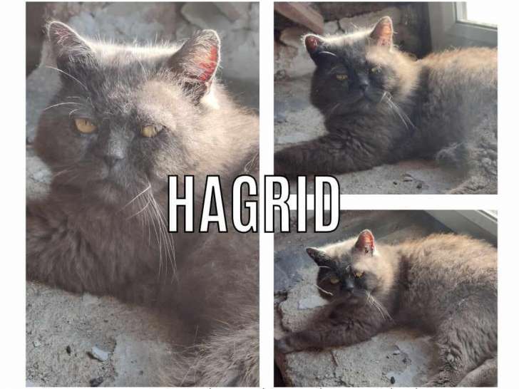 En attente d'adoption : chat gris