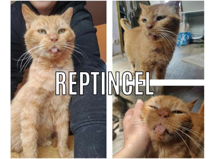 En quête d’une famille : chat tigré roux