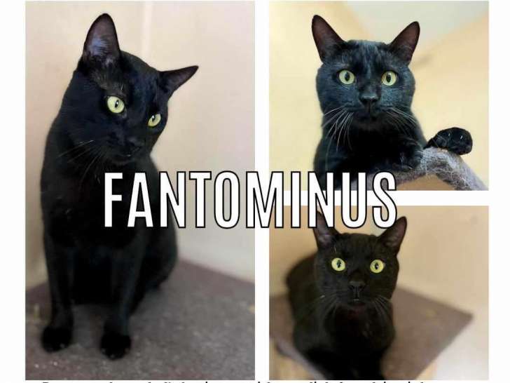 Chat d'un an à adopter