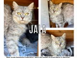 Chatte Persan de 2 ans disponible à l'adoption