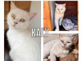 Chatte Persan blanche en attente d'adoption