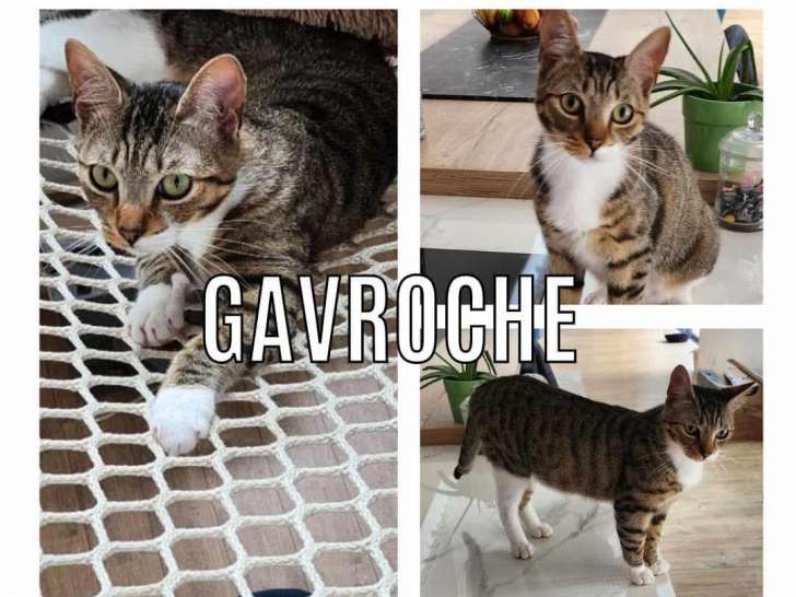Chat tigré blanc à la recherche d'une famille