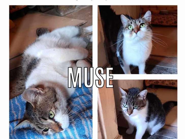 À adopter, chatte tigré blanc
