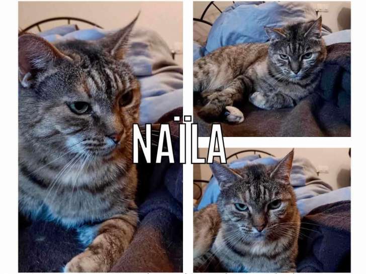 Disponible à l'adoption, chatte tigrée