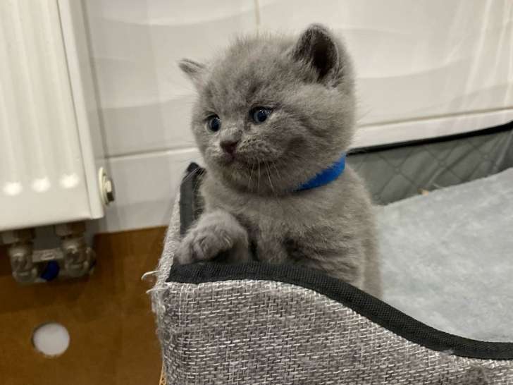 Chatons British Shorthair