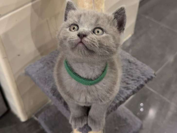 Chatons British Shorthair