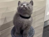 Chaton British Shorthair