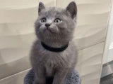 Chaton British Shorthair