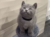 Chaton British Shorthair