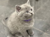 Chaton British Shorthair