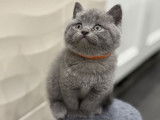 Chaton British Shorthair