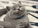 Chaton British Shorthair