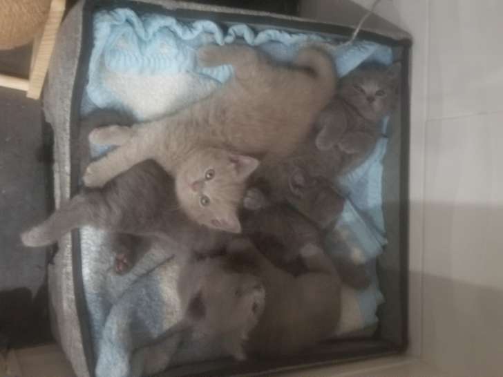 Chaton British Shorthair