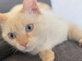 Shelby, chatte disponible pour saillie