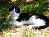 Chaton mâle noir et blanc à adopter