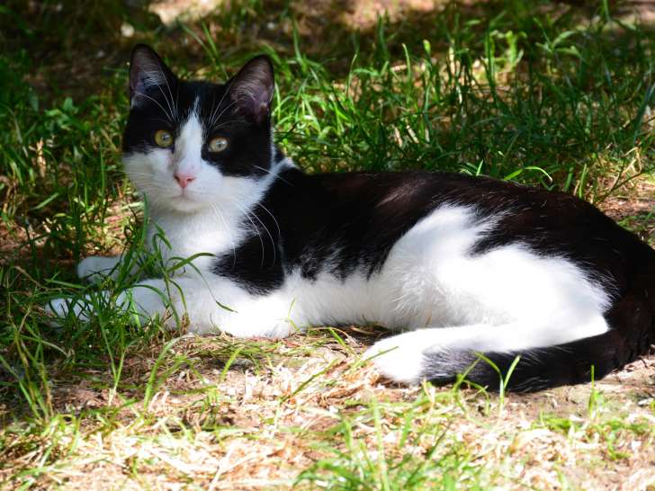 Chaton mâle noir et blanc à adopter