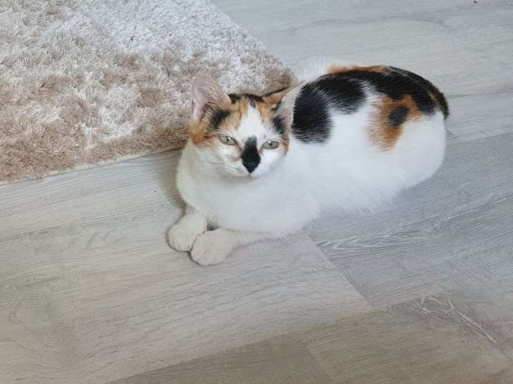 Chatte de 6 ans prête pour l'adoption