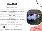 Chatte de 6 ans prête pour l'adoption