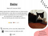 Adoption disponible : chatte noir et blanc