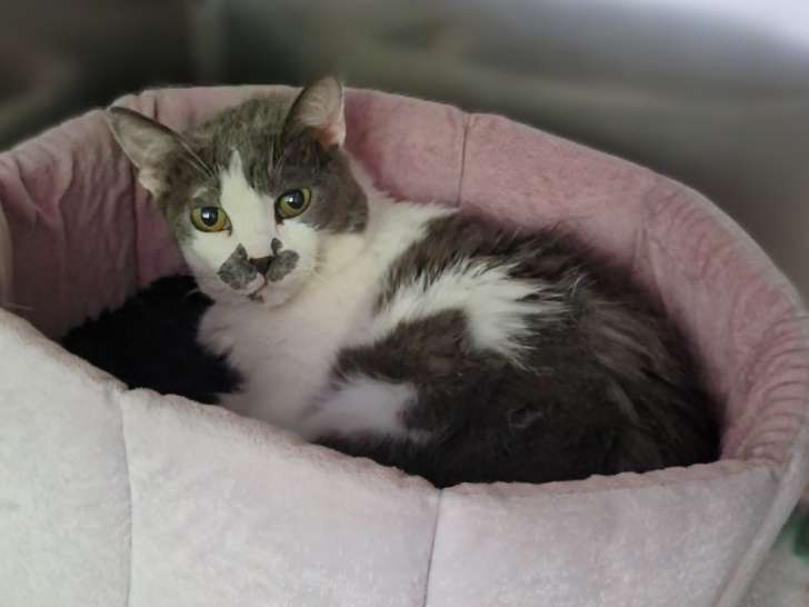 Chatte gris et blanc à adopter