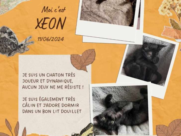 En attente d'un foyer : chaton mâle noir et gris