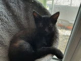 En attente d'un foyer : chaton mâle noir et gris
