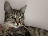 Adoption disponible : chat d'un an