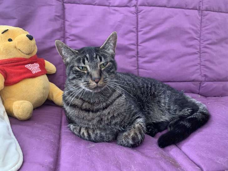 À adopter : chat de 2 ans