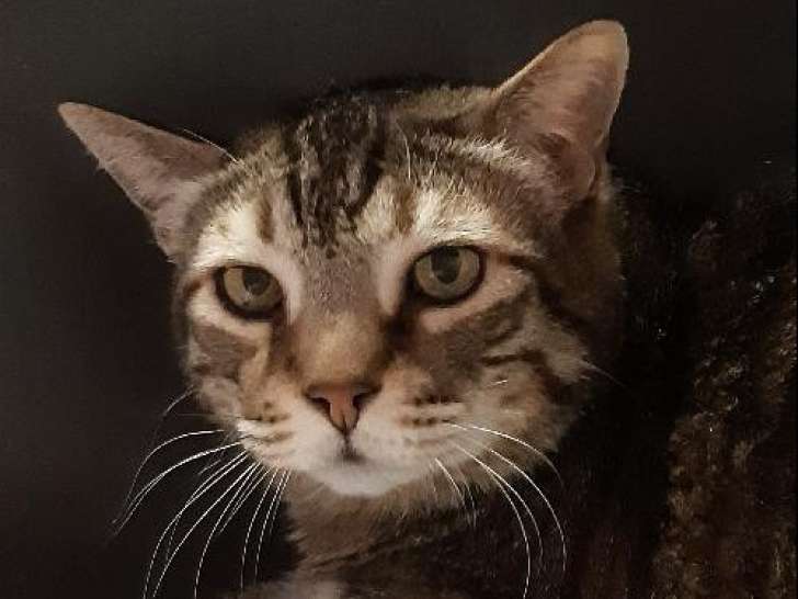 Prêt pour l’adoption : chat adulte