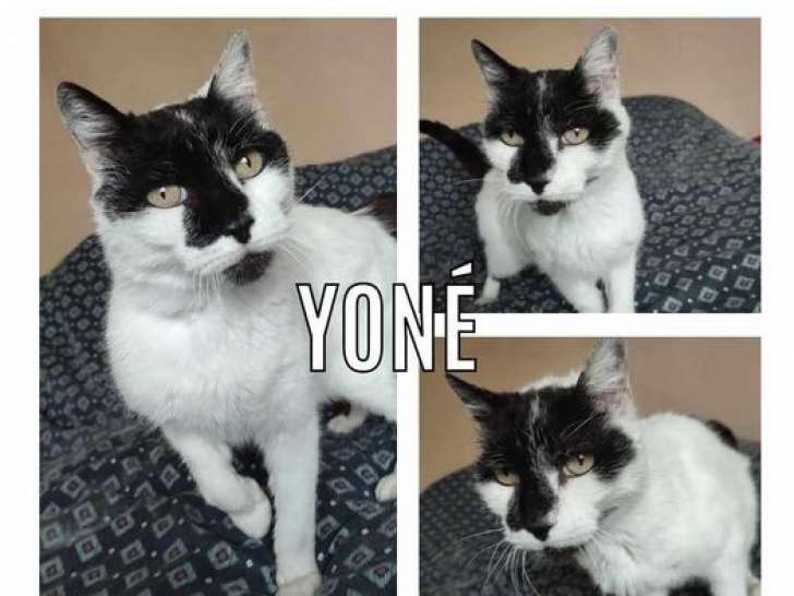À accueillir : chat noir et blanc